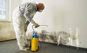 Best Emergency Mold Remediation in USA